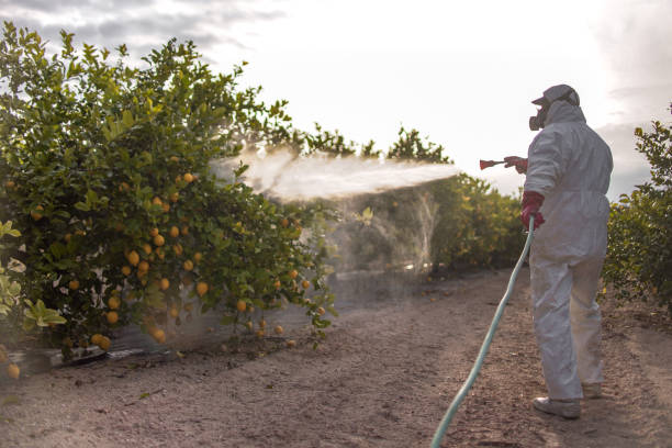Best Termite Control Services  in Laurie, MO